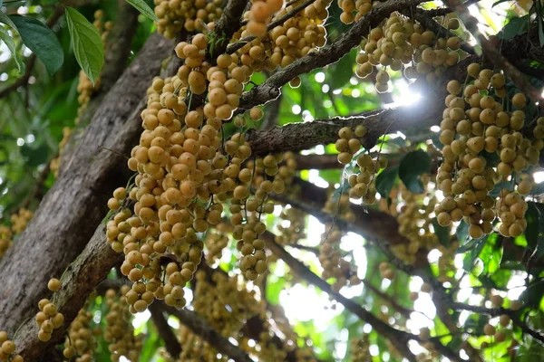 Altissimo Albero Rigoglioso Con Frutti Maturi — Foto Stock