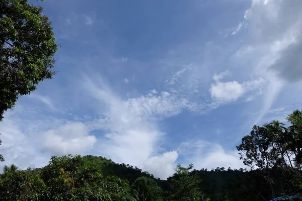 绿色的树和蓝色的天空背景 — 图库照片