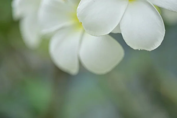 Napközben Kinőtt Virágok Közelsége — Stock Fotó