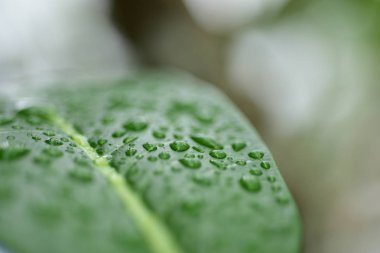 Gündüz vakti açık havada yetişen yeşil yapraklı bitkileri kapatın.