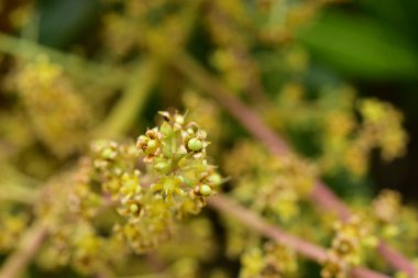 Gündüz vakti açık havada yetişen yeşil yapraklı bitkileri kapatın.