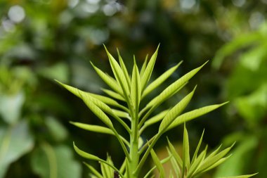Gündüz vakti açık havada yetişen yeşil yapraklı bitkileri kapatın.