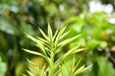 Gündüz vakti açık havada yetişen yeşil yapraklı bitkileri kapatın.