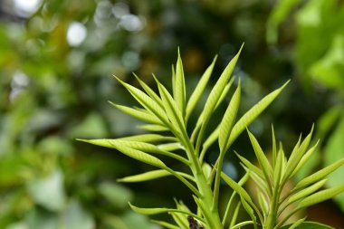 Gündüz vakti açık havada yetişen yeşil yapraklı bitkileri kapatın.