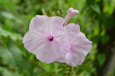 Renkli çiçek. Grup flower.group sarı beyaz ve pembe çiçek.
