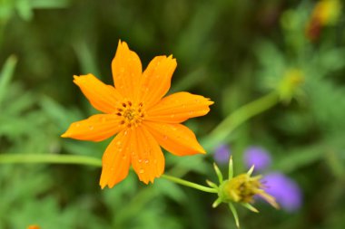 Renkli çiçek. Grup flower.group sarı beyaz ve pembe çiçek.