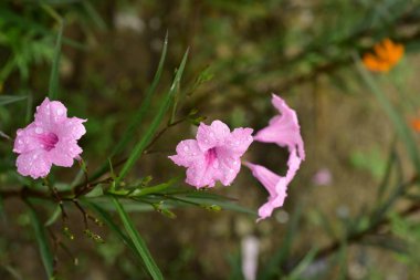 Renkli çiçek. Grup flower.group sarı beyaz ve pembe çiçek.