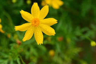 Renkli çiçek. Grup flower.group sarı beyaz ve pembe çiçek.
