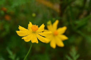 Renkli çiçek. Grup flower.group sarı beyaz ve pembe çiçek.