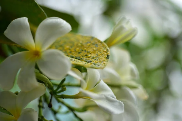 Flores Coloridas Grupo Flores Grupo Flores Amarillas Blancas Rosadas — Foto de Stock