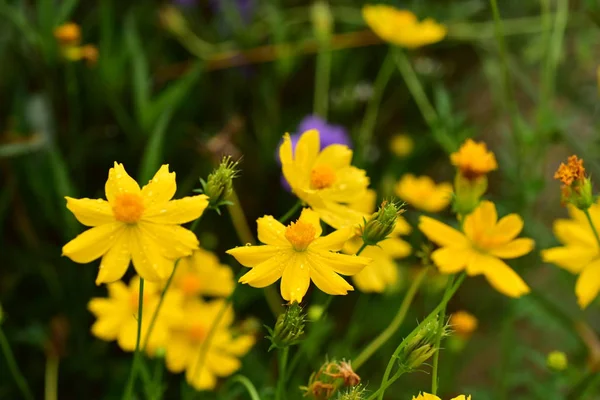 Colorful flowers.Group of flower.group of yellow white and pink flowers.