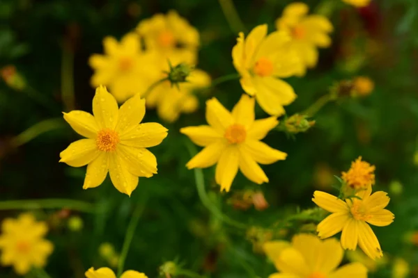 Bunte Flowers Group Von Flower Group Von Gelben Weißen Und — Stockfoto