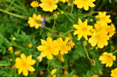 Renkli çiçek. Grup flower.group sarı beyaz ve pembe çiçek.
