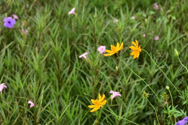 Açık havada büyüyen çiçeklerin kapağını kapatın.