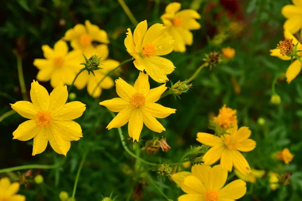 五颜六色的花朵 一组黄色 白色和粉红色的花 — 图库照片