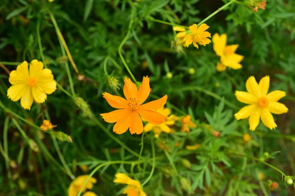 Renkli Çiçek Grup Flower Group Sarı Beyaz Pembe Çiçek — Stok fotoğraf