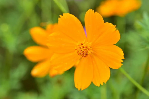 Bunte Flowers Group Von Flower Group Von Gelben Weißen Und — Stockfoto