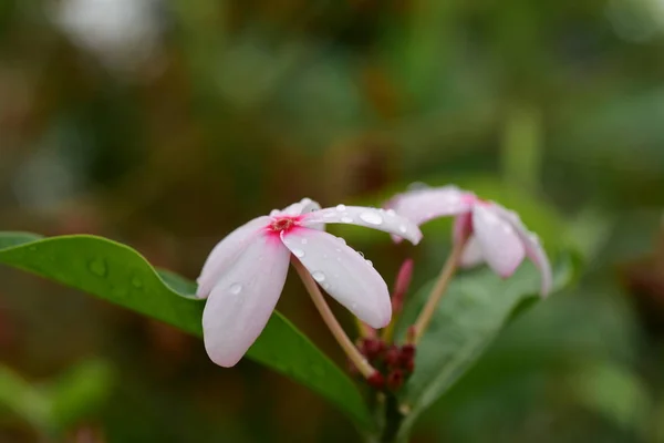 화려한 꽃입니다 노란색 분홍색 Flower Group의 — 스톡 사진