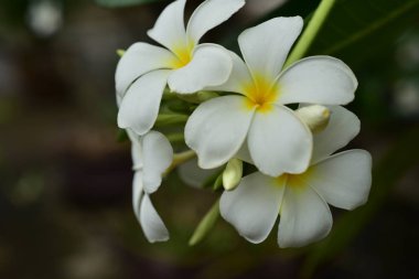 Bahçede renkli çiçek. Plumeria çiçek çiçeklenme. Yaz aylarında bahçe Blooming güzel çiçeklenir. Resmi Bahçe