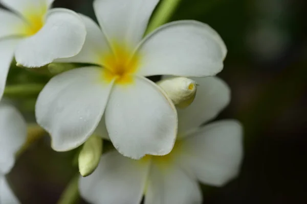 庭にはカラフルな花 プルメリアの花が咲いています 夏に庭の咲く美しい花 正式な庭園 — ストック写真