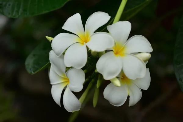 다채로운 정원에서 Plumeria 피입니다 여름에서 Blooming에 다운된 — 스톡 사진