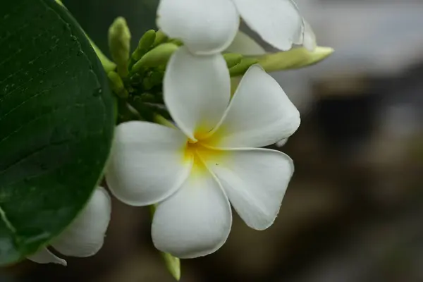 Flores Coloridas Jardim Flor Plumeria Florescer Flores Bonitas Jardim Florescendo — Fotografia de Stock