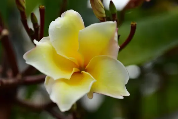 Bahçede Renkli Çiçek Plumeria Çiçek Çiçeklenme Yaz Aylarında Bahçe Blooming — Stok fotoğraf