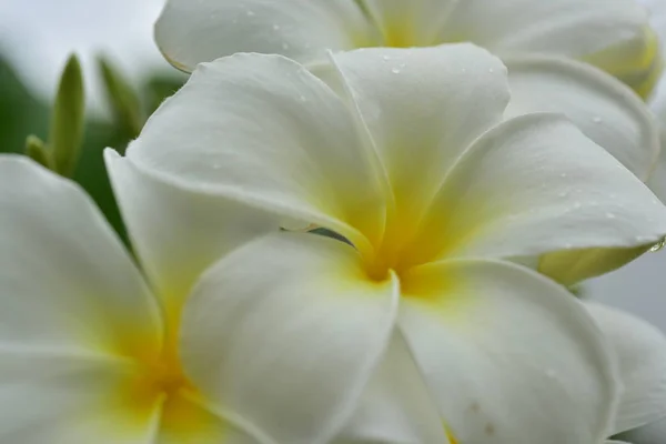 Fleurs Colorées Dans Nature Une Primevère Printanière — Photo