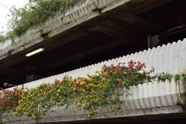 Doğada renkli çiçekler, bir bahar çuha çiçeği