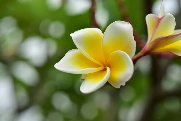 Barevné Květiny Přírodě Jarní Prvotka — Stock fotografie