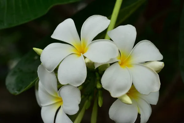 Färgglada Blommor Naturen Vårprimrose — Stockfoto