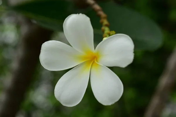 Fiori Colorati Natura Una Primula Primaverile — Foto Stock