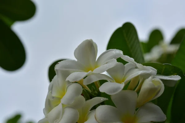 Flores Coloridas Naturaleza Una Onagra Primavera —  Fotos de Stock