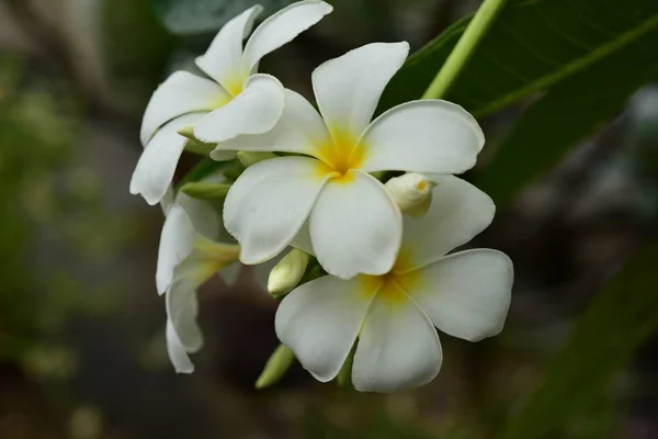 Bunte Blumen Der Natur Eine Frühlingsprimel — Stockfoto