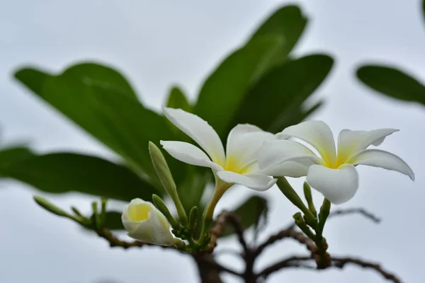 Flores Coloridas Naturaleza Una Onagra Primavera —  Fotos de Stock