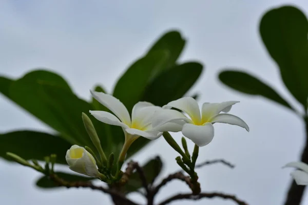 Kolorowe Kwiaty Przyrodzie Primrose Wiosna — Zdjęcie stockowe