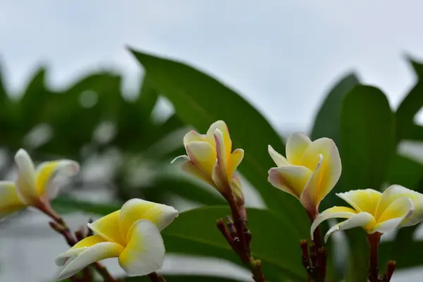 Flores Coloridas Natureza Uma Prímula Primavera — Fotografia de Stock