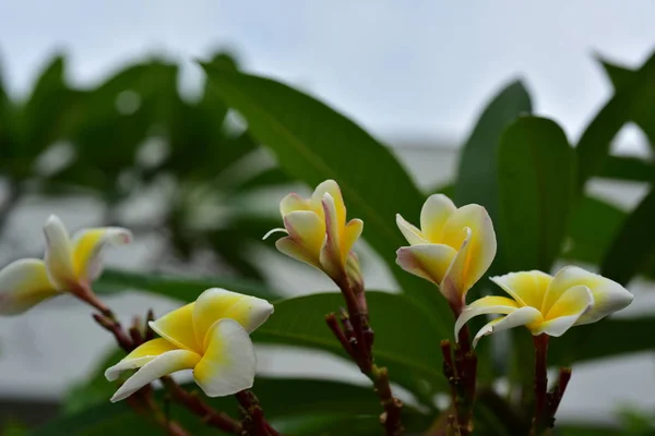 Flores Coloridas Natureza Uma Prímula Primavera — Fotografia de Stock