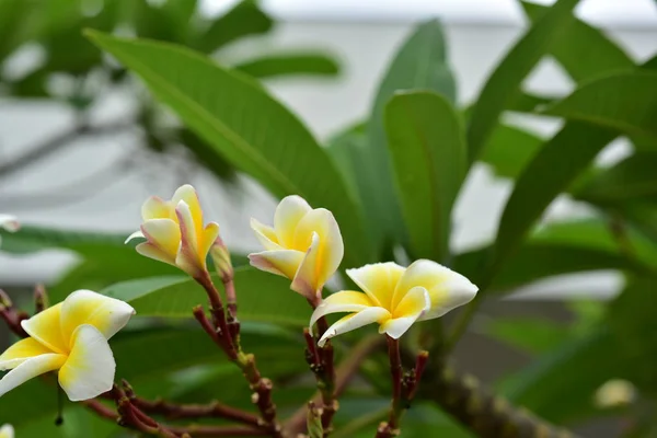 大自然中五颜六色的花朵 春天的草本植物 — 图库照片