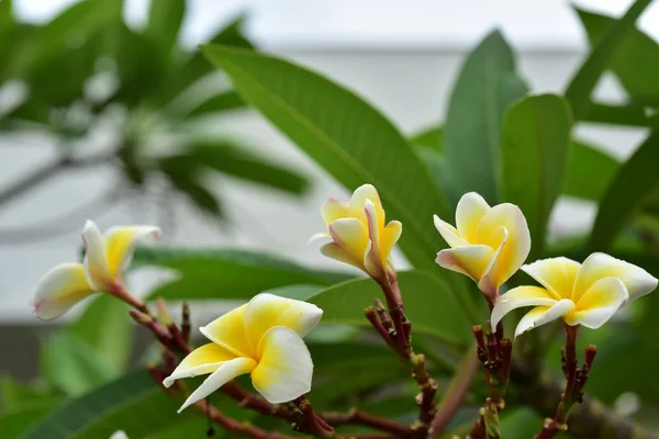 Flores Coloridas Natureza Uma Prímula Primavera — Fotografia de Stock