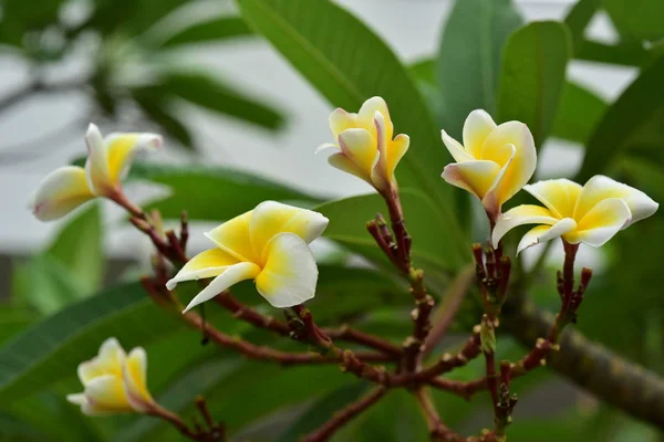 Flores Coloridas Naturaleza Una Onagra Primavera — Foto de Stock