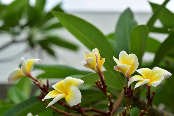 Kleurrijke Bloemen Natuur Een Lente Primrose — Stockfoto
