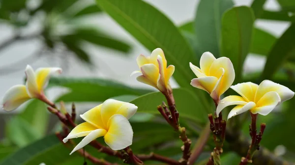 大自然中五颜六色的花朵 春天的草本植物 — 图库照片