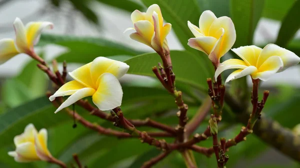 Flores Coloridas Natureza Uma Prímula Primavera — Fotografia de Stock