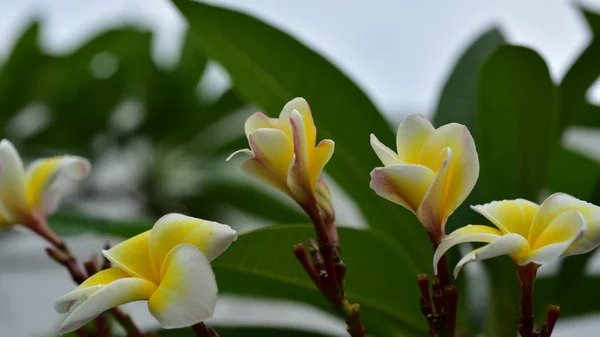 Kleurrijke Bloemen Natuur Een Lente Primrose — Stockfoto