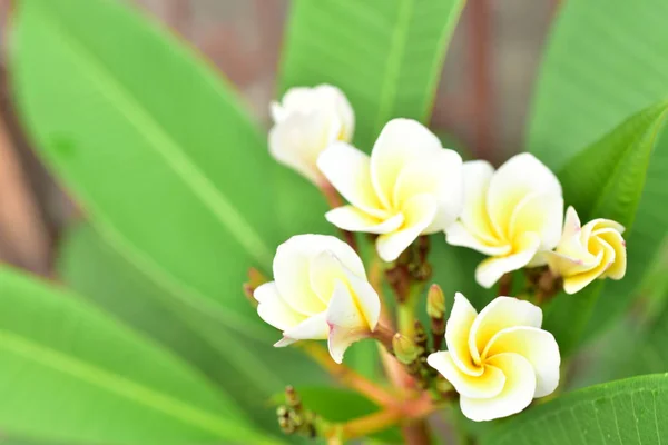 Fleurs Colorées Dans Nature Une Primevère Printanière — Photo