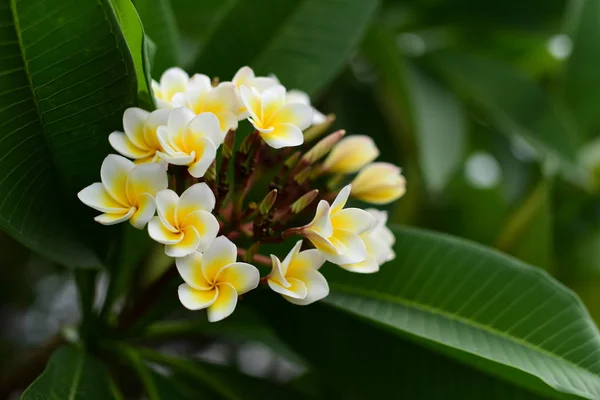 Flores Coloridas Naturaleza Una Onagra Primavera —  Fotos de Stock