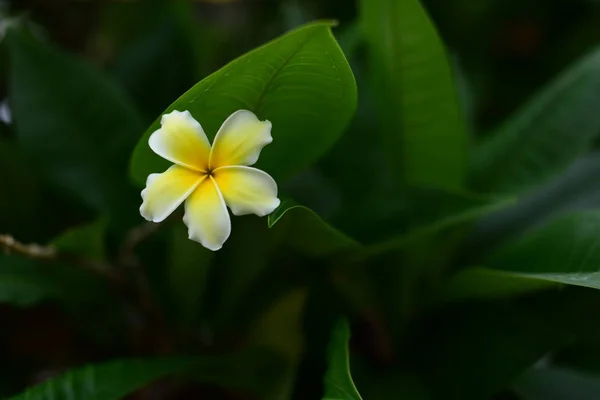 Kleurrijke Bloemen Natuur Een Lente Primrose — Stockfoto