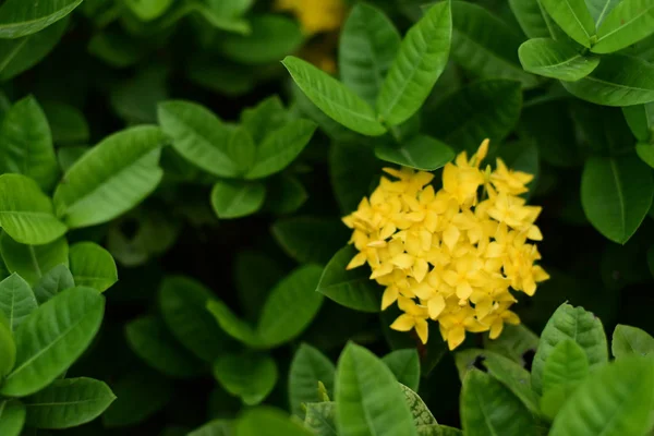 大自然中五颜六色的花朵 春天的草本植物 — 图库照片