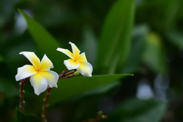 大自然中五颜六色的花朵 春天的草本植物 — 图库照片